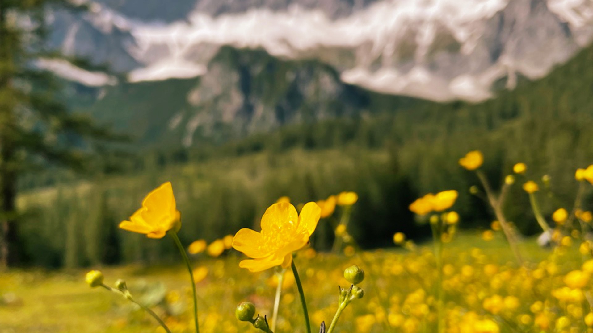 Psychotherapie Irene Starzengruber. Bergblume Gelb