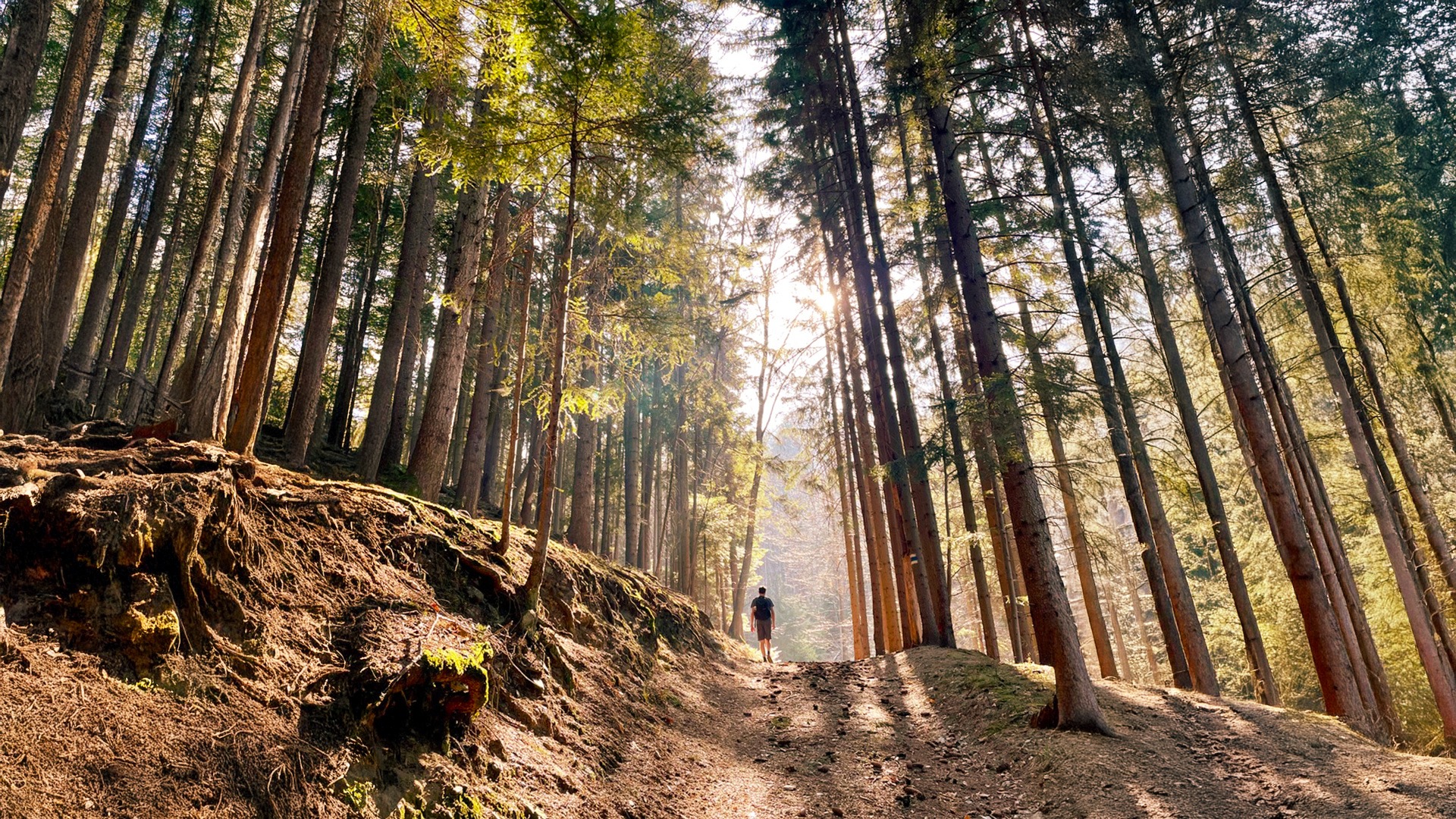 Psychotherapie Irene Starzengruber. Wanderweg im Wald mit Lichtung